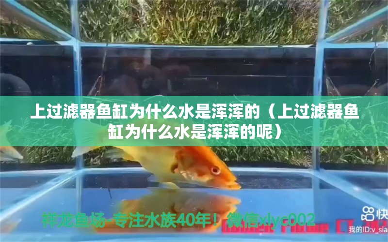 上过滤器鱼缸为什么水是浑浑的（上过滤器鱼缸为什么水是浑浑的呢）