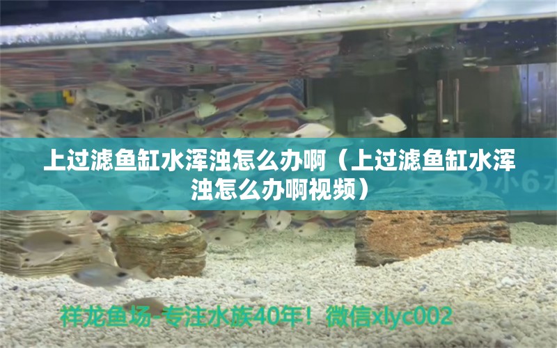 上过滤鱼缸水浑浊怎么办啊（上过滤鱼缸水浑浊怎么办啊视频） 祥龙鱼场