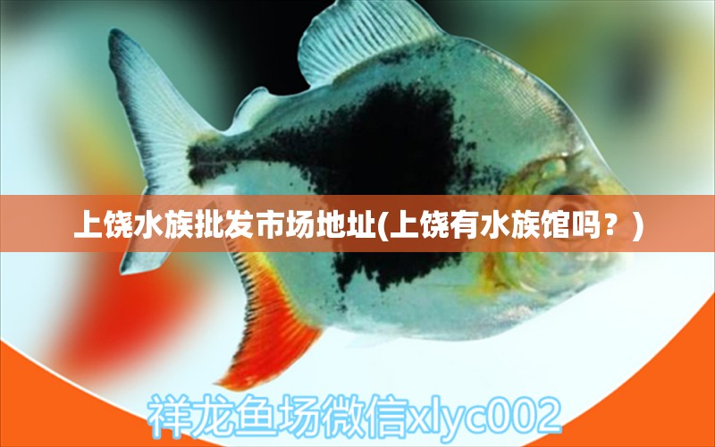 上饶水族批发市场地址(上饶有水族馆吗？) 观赏鱼水族批发市场