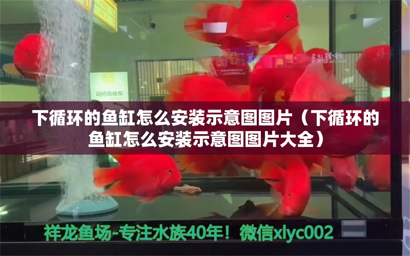 下循环的鱼缸怎么安装示意图图片（下循环的鱼缸怎么安装示意图图片大全）