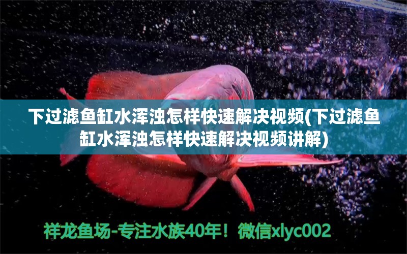 下过滤鱼缸水浑浊怎样快速解决视频(下过滤鱼缸水浑浊怎样快速解决视频讲解)