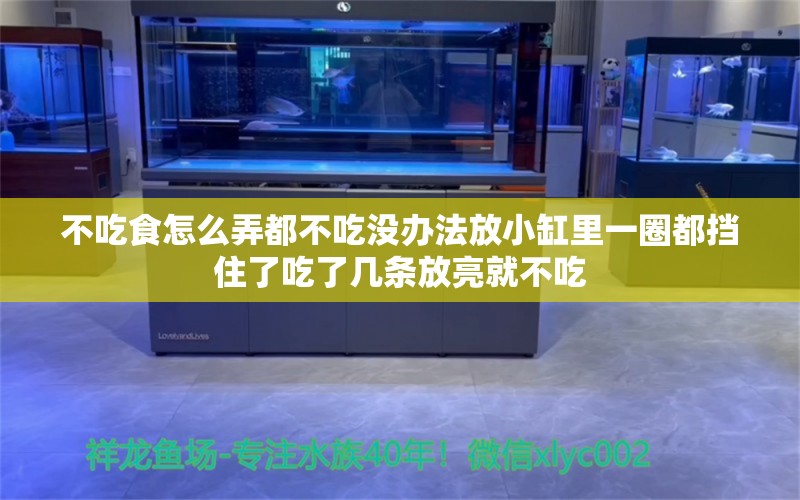 不吃食怎么弄都不吃没办法放小缸里一圈都挡住了吃了几条放亮就不吃 泰庞海鲢鱼