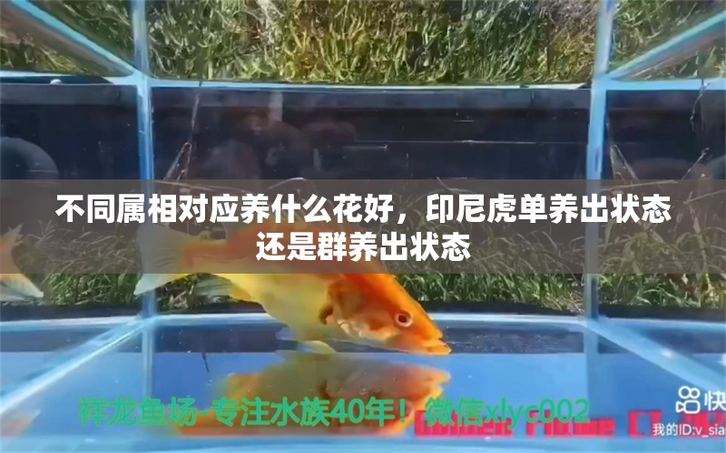 不同属相对应养什么花好，印尼虎单养出状态还是群养出状态