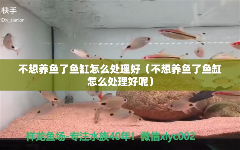 不想养鱼了鱼缸怎么处理好（不想养鱼了鱼缸怎么处理好呢） 新加坡号半红龙鱼（练手级红龙鱼）