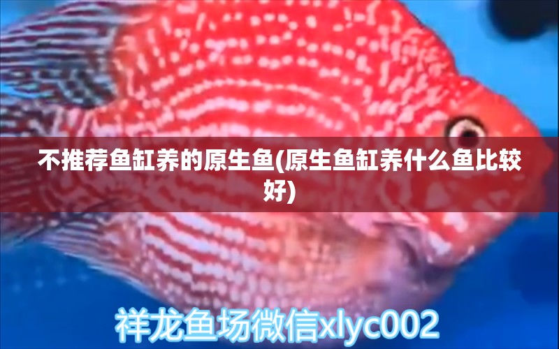 不推荐鱼缸养的原生鱼(原生鱼缸养什么鱼比较好) 申古银版鱼