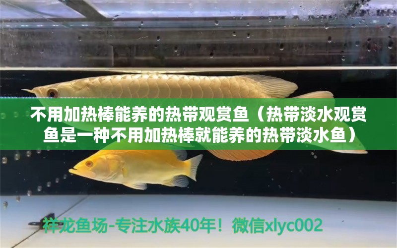 不用加热棒能养的热带观赏鱼（热带淡水观赏鱼是一种不用加热棒就能养的热带淡水鱼）