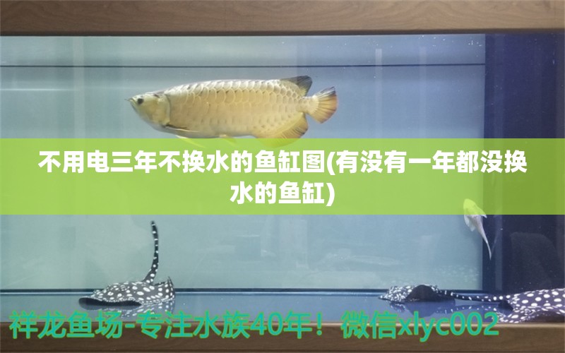 不用电三年不换水的鱼缸图(有没有一年都没换水的鱼缸)