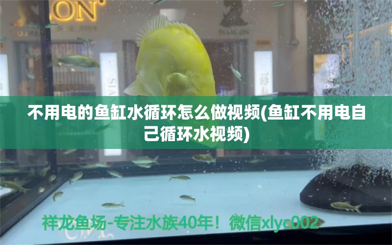 不用电的鱼缸水循环怎么做视频(鱼缸不用电自己循环水视频)