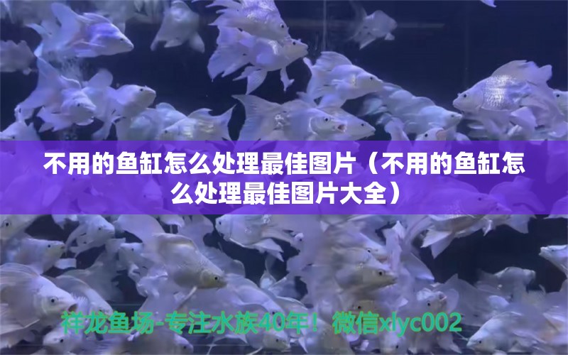 不用的鱼缸怎么处理最佳图片（不用的鱼缸怎么处理最佳图片大全） 狗头鱼