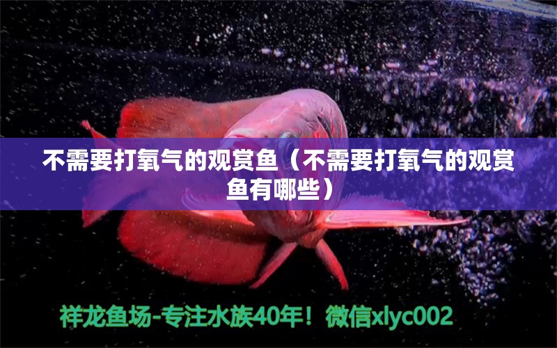 不需要打氧气的观赏鱼（不需要打氧气的观赏鱼有哪些）