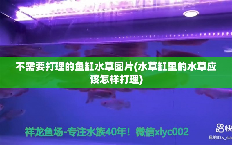 不需要打理的鱼缸水草图片(水草缸里的水草应该怎样打理) 水草 第1张