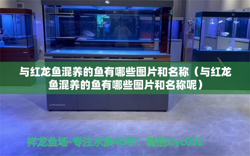 与红龙鱼混养的鱼有哪些图片和名称（与红龙鱼混养的鱼有哪些图片和名称呢）