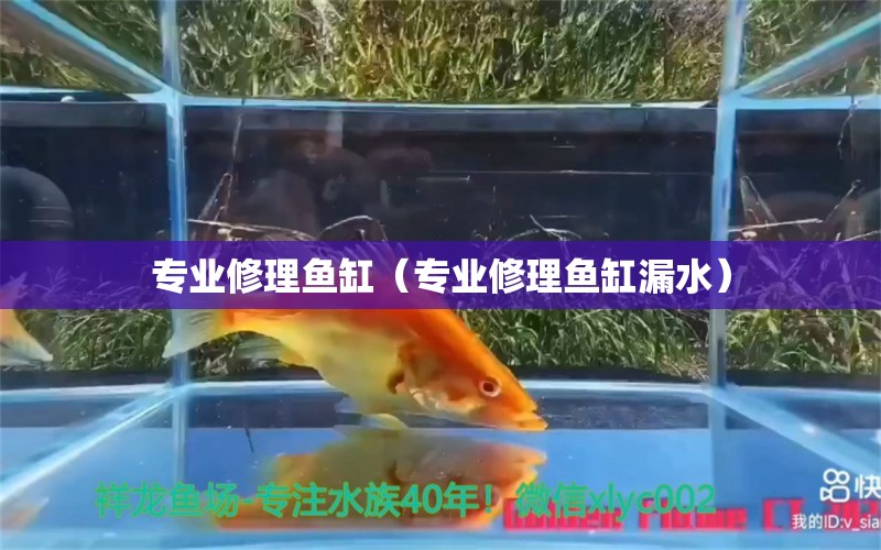 专业修理鱼缸（专业修理鱼缸漏水） 其他品牌鱼缸