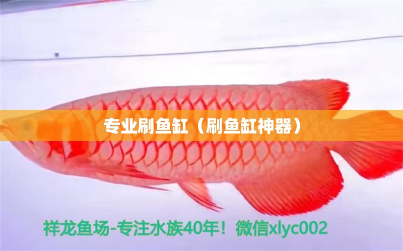 专业刷鱼缸（刷鱼缸神器） 祥龙水族医院