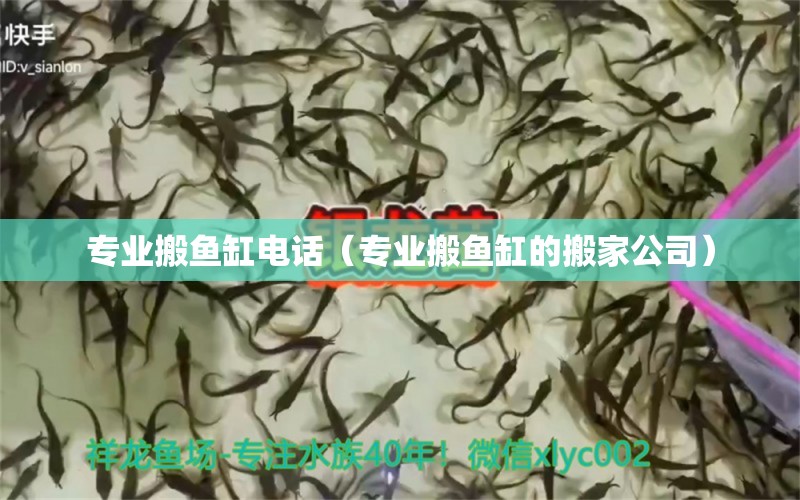 专业搬鱼缸电话（专业搬鱼缸的搬家公司） 祥龙水族医院