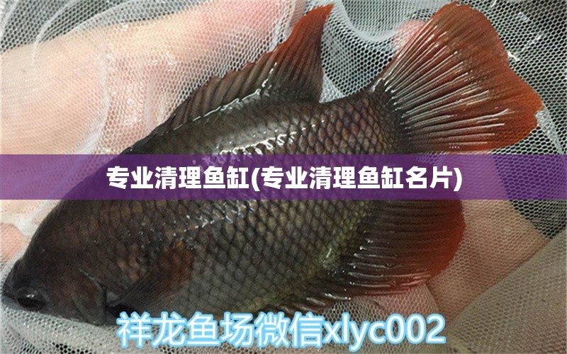 专业清理鱼缸(专业清理鱼缸名片) 赤荔凤冠鱼