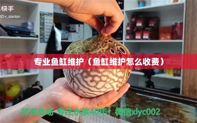 专业鱼缸维护（鱼缸维护怎么收费）