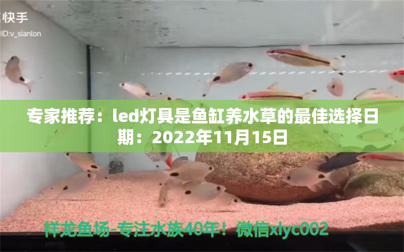 专家推荐：led灯具是鱼缸养水草的最佳选择日期：2022年11月15日