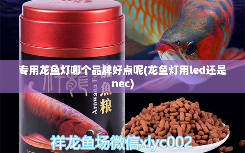 专用龙鱼灯哪个品牌好点呢(龙鱼灯用led还是nec) 文玩