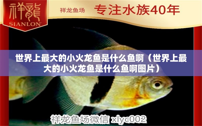 世界上最大的小火龙鱼是什么鱼啊（世界上最大的小火龙鱼是什么鱼啊图片） 广州龙鱼批发市场