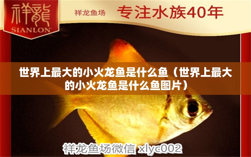 世界上最大的小火龙鱼是什么鱼（世界上最大的小火龙鱼是什么鱼图片） 广州龙鱼批发市场