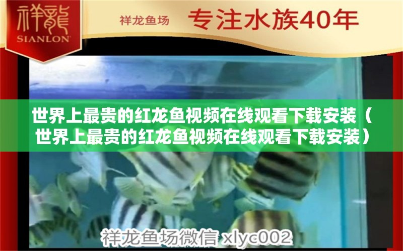 世界上最贵的红龙鱼视频在线观看下载安装（世界上最贵的红龙鱼视频在线观看下载安装）