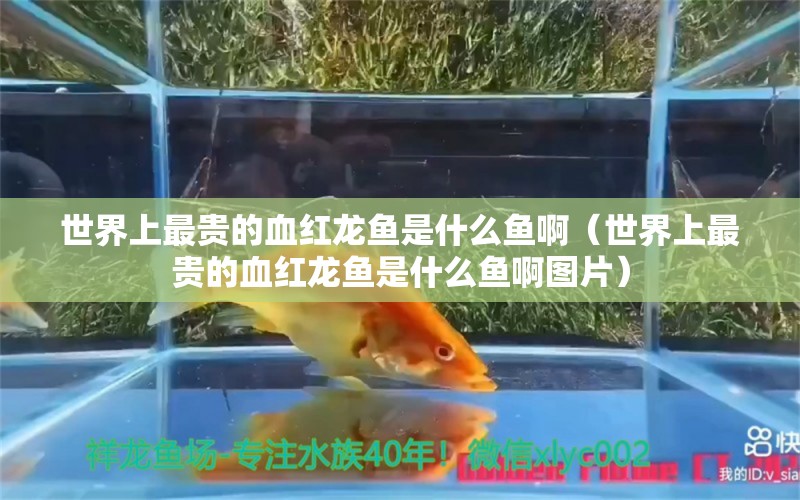 世界上最贵的血红龙鱼是什么鱼啊（世界上最贵的血红龙鱼是什么鱼啊图片） 广州龙鱼批发市场