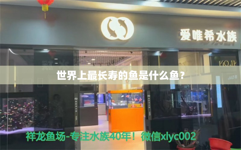 世界上最长寿的鱼是什么鱼？ 黄金斑马鱼