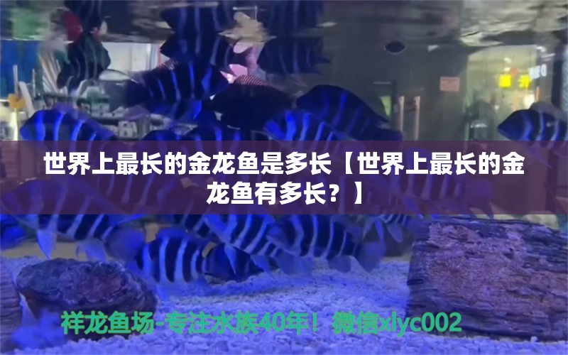 世界上最长的金龙鱼是多长【世界上最长的金龙鱼有多长？】