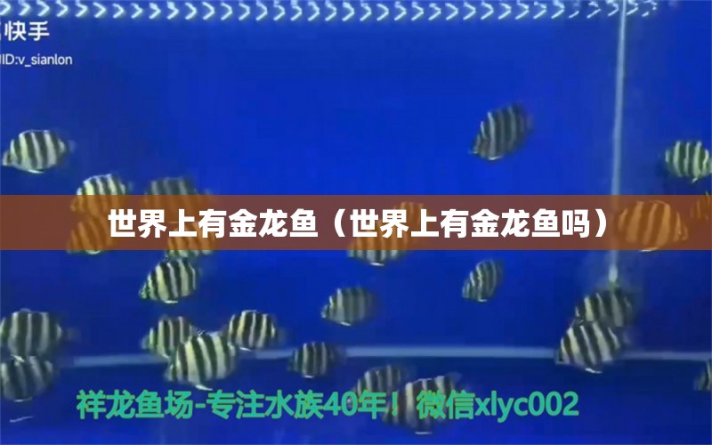 世界上有金龙鱼（世界上有金龙鱼吗） 祥龙水族医院