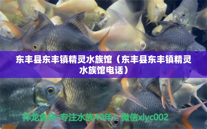 东丰县东丰镇精灵水族馆（东丰县东丰镇精灵水族馆电话）