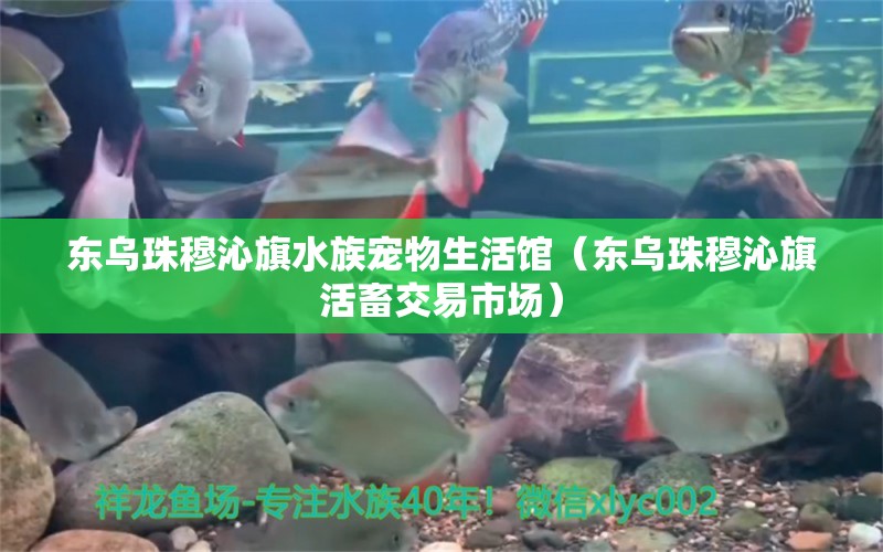 东乌珠穆沁旗水族宠物生活馆（东乌珠穆沁旗活畜交易市场）