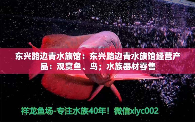 东兴路边青水族馆：东兴路边青水族馆经营产品：观赏鱼、鸟；水族器材零售 全国观赏鱼市场 第2张