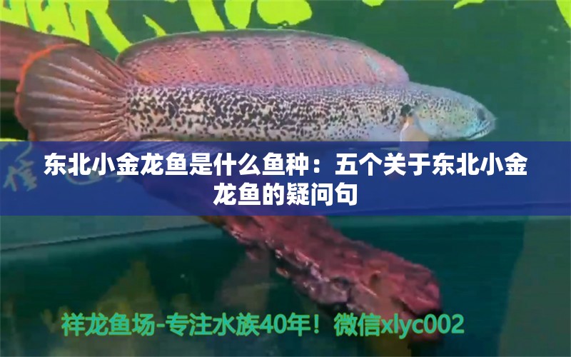 东北小金龙鱼是什么鱼种：五个关于东北小金龙鱼的疑问句 水族问答 第2张