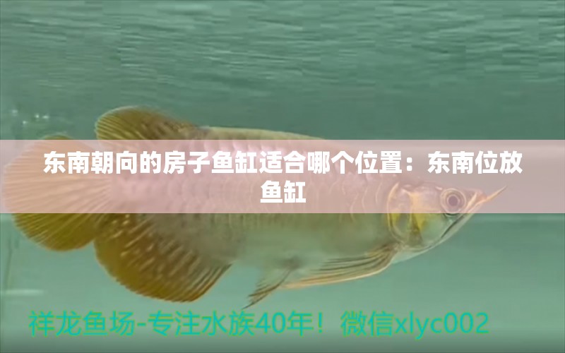 东南朝向的房子鱼缸适合哪个位置：东南位放鱼缸 广州水族批发市场 第2张