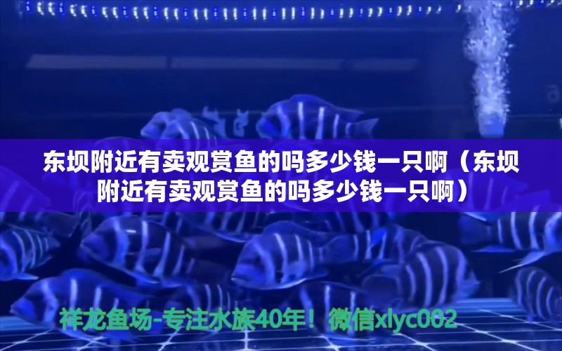 东坝附近有卖观赏鱼的吗多少钱一只啊（东坝附近有卖观赏鱼的吗多少钱一只啊）