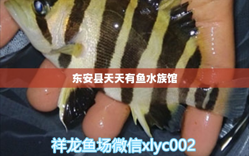 东安县天天有鱼水族馆