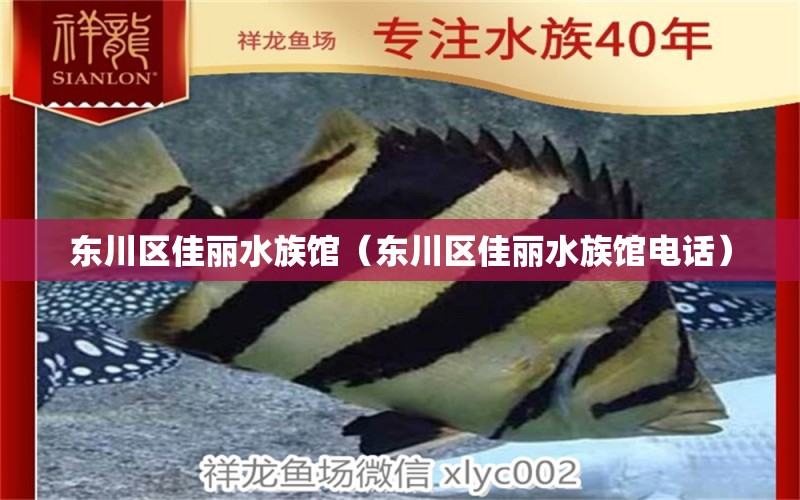 东川区佳丽水族馆（东川区佳丽水族馆电话） 全国水族馆企业名录