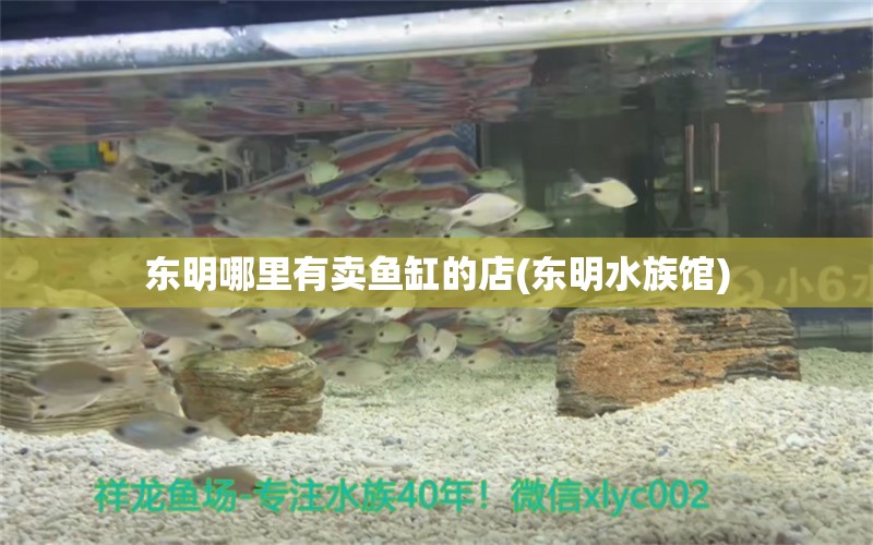 东明哪里有卖鱼缸的店(东明水族馆) 黄宽带蝴蝶鱼