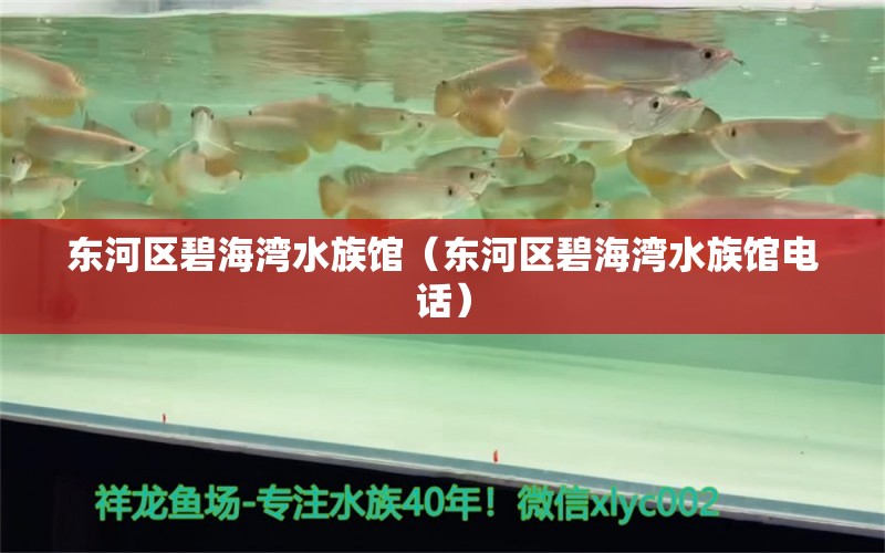 东河区碧海湾水族馆（东河区碧海湾水族馆电话） 全国水族馆企业名录