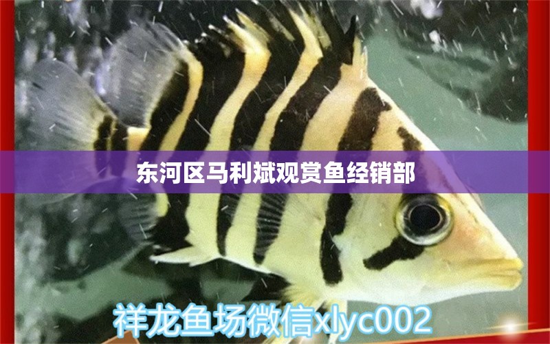 东河区马利斌观赏鱼经销部