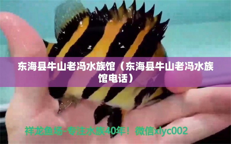 东海县牛山老冯水族馆（东海县牛山老冯水族馆电话）