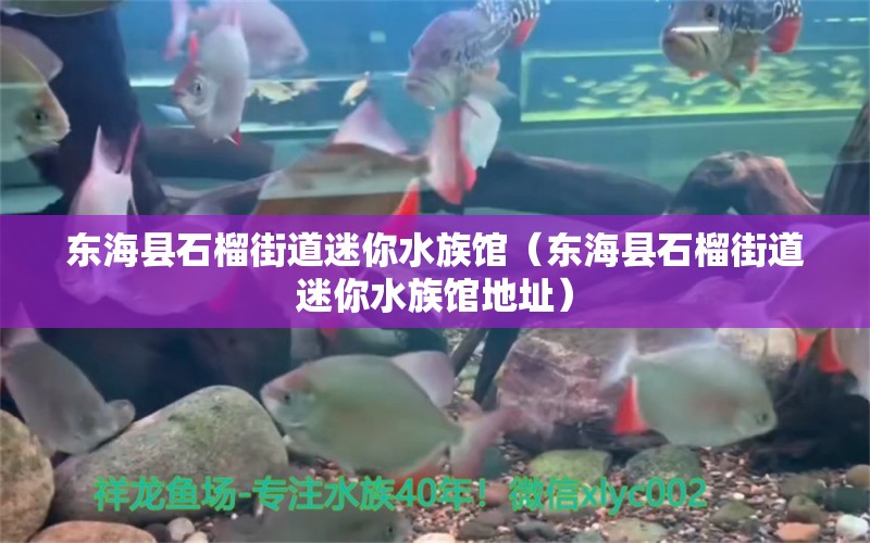 东海县石榴街道迷你水族馆（东海县石榴街道迷你水族馆地址） 全国水族馆企业名录