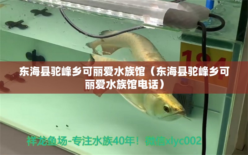 东海县驼峰乡可丽爱水族馆（东海县驼峰乡可丽爱水族馆电话） 全国水族馆企业名录