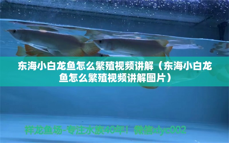 东海小白龙鱼怎么繁殖视频讲解（东海小白龙鱼怎么繁殖视频讲解图片）