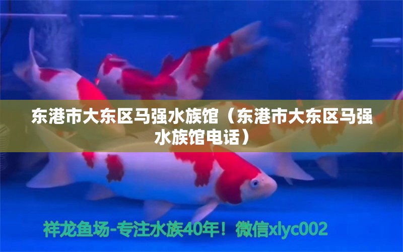 东港市大东区马强水族馆（东港市大东区马强水族馆电话）