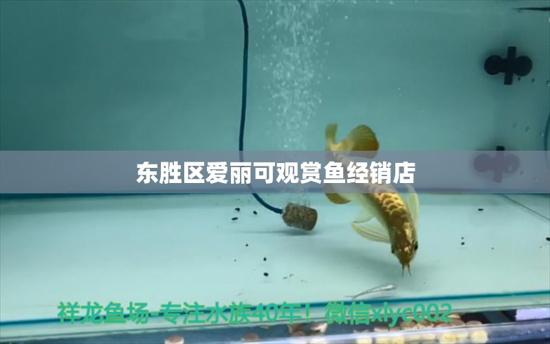 东胜区爱丽可观赏鱼经销店 全国水族馆企业名录