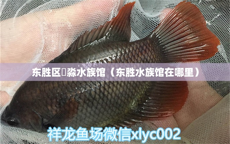 东胜区鱻淼水族馆（东胜水族馆在哪里） 全国水族馆企业名录