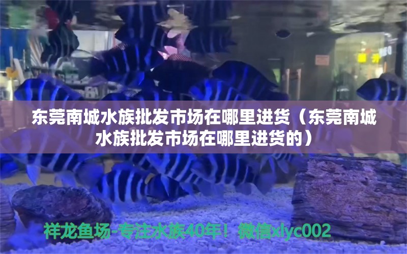 东莞南城水族批发市场在哪里进货（东莞南城水族批发市场在哪里进货的）