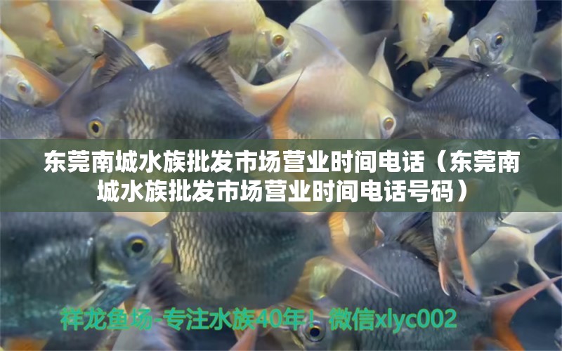 东莞南城水族批发市场营业时间电话（东莞南城水族批发市场营业时间电话号码）